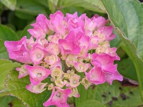 Hydrangea mac. 'Renate Steiniger'  (bolvormig)