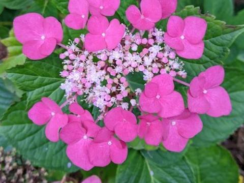 Hydrangea mac. 'Rotkelchen' TELLER  (schermvormig)