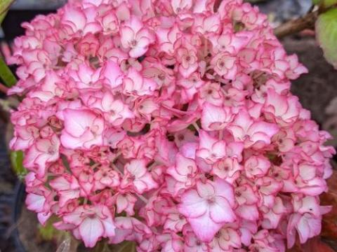 Hydrangea mac. 'Sabrina'