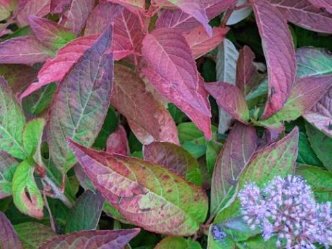 Hydrangea serrata 'Bluebird' (schermvorm)