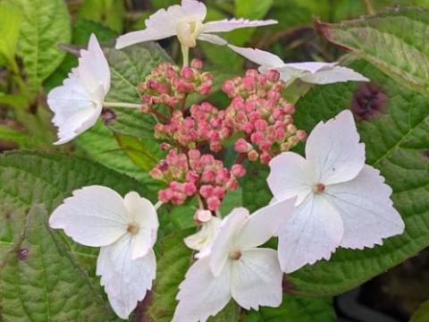 Hydrangea serrata 'Grayswood' (schermvorm)