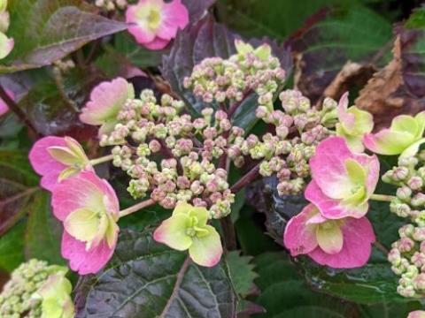Hydrangea serrata 'Pink Goblin' (schermvorm)