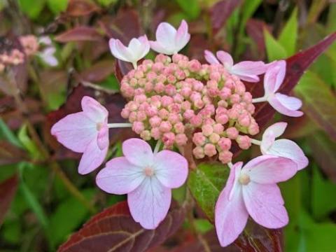 Hydrangea serrata 'Tiara' (schermvorm)