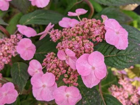 Hydrangea serrata 'Veerle' ® (schermvormig)