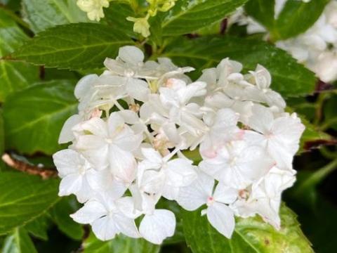 Hydrangea serrata 'Warabe' (bolvorm)