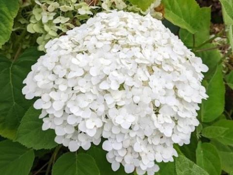 Hydrangea arb. 'Strong Annabelle' ®