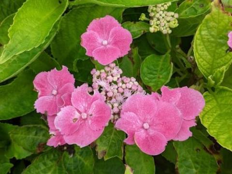 Hydrangea mac. 'Taube'  TELLER  (schermvormig)