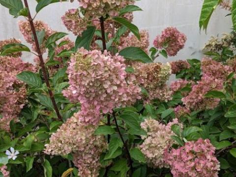 Hydrangea pan. 'Vanille Fraise'®