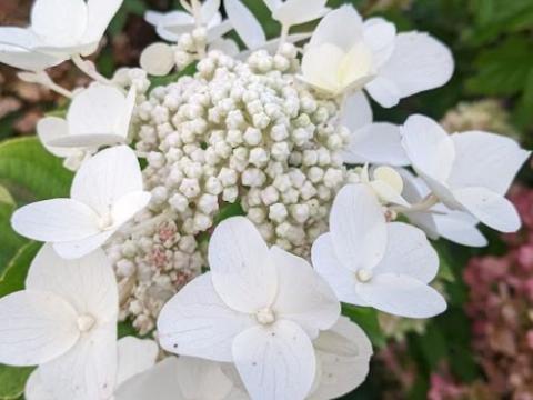 Hydrangea pan.' Wim's Red' ®