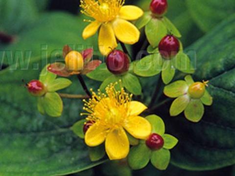 Hypericum androsaemum