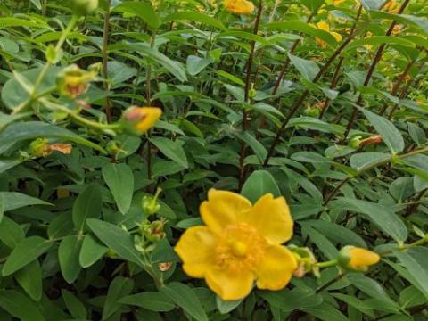 Hypericum 'Hidcote'