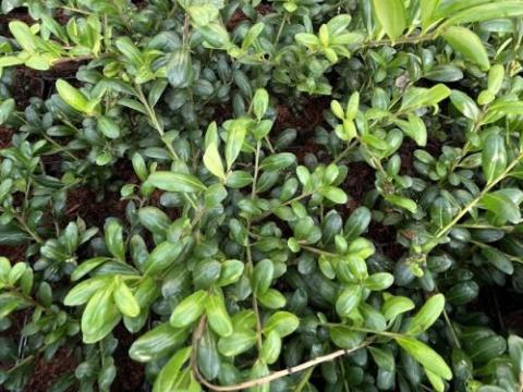 Ilex crenata 'Convexa'