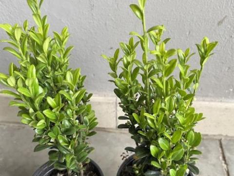 Ilex crenata 'Fastigiata'