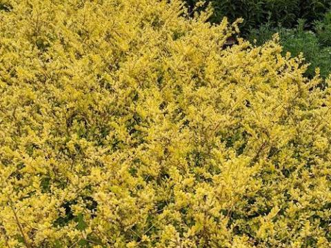 Ilex crenata 'Golden Gem'