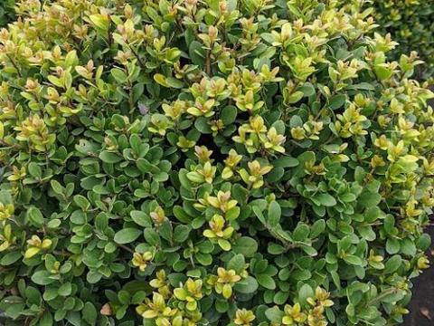 Ilex crenata 'Dark Green'® BOL