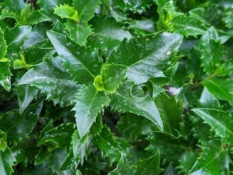 Ilex mes. 'Little Rascal'