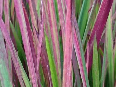 Imperata cylindrica 'Red Baron'