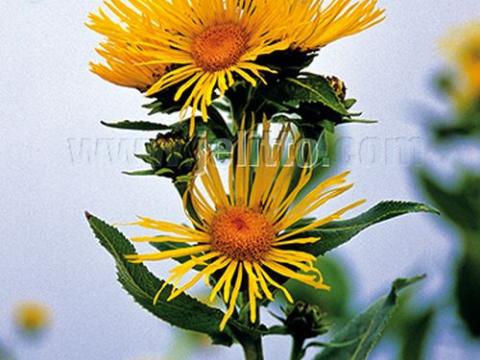 Inula helenium