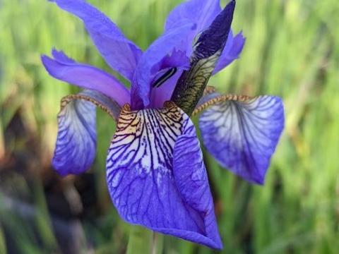 Iris sibirica 'Blue King'