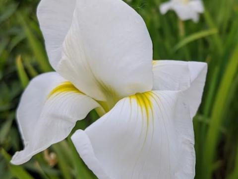 Iris ensata 'White Ladies'