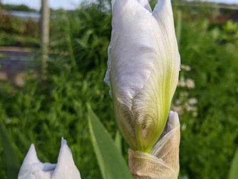 Iris Germanica 'Lugano'