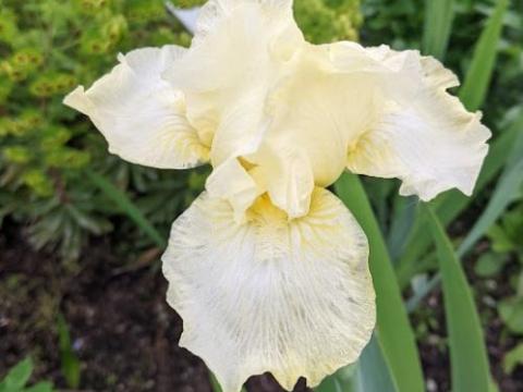 Iris Germanica 'Maui Moonlight'
