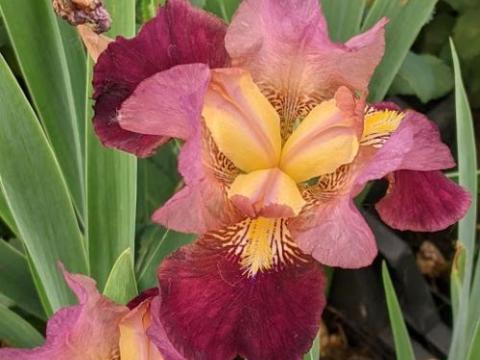 Iris Germanica 'Morning Show'