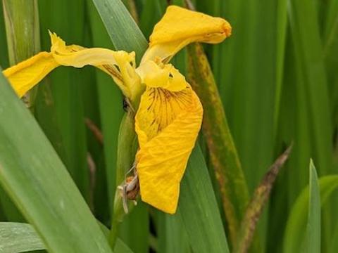 Iris pseudacorus