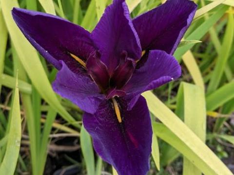 Iris pseudacorus 'Holden's Child'