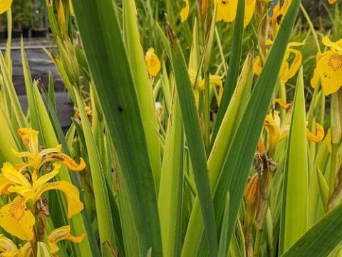 Iris pseudacorus 'Variegatus'