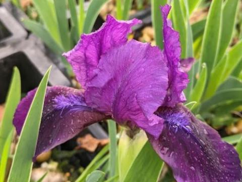Iris Pum. 'Silkie'