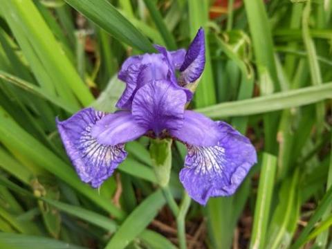 Iris sibirica 'Outset'