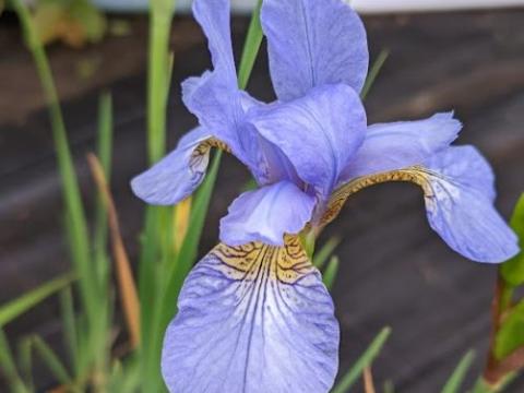 Iris sibirica 'Perry's Blue'