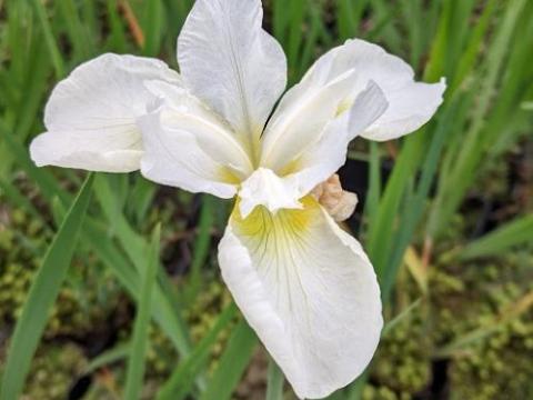 Iris sibirica 'Snow Queen'