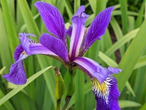 Iris ver. 'Gerald Darby'