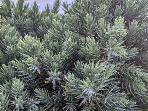 Juniperus squ. 'Blue Star'
