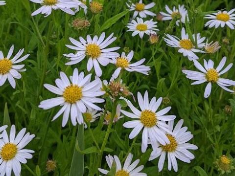 Kalimeris incisa 'Alba'