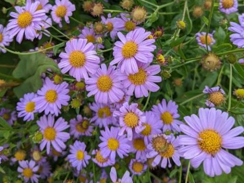 Kalimeris mongolica 'Antonia'