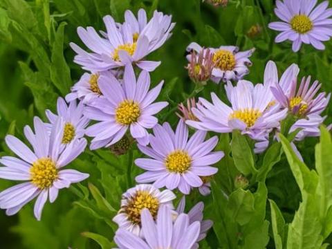 Kalimeris incisa 'Blue Star'