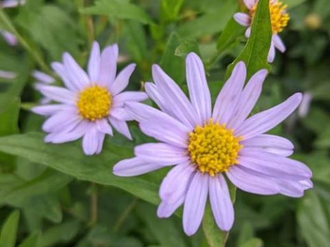 Kalimeris incisa 'Charlotte'