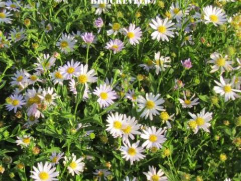 Kalimeris incisa 'Jürgen Wever'