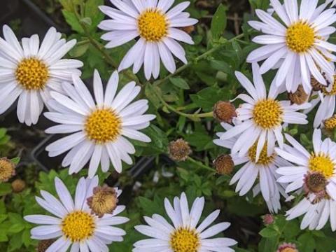 Kalimeris incisa 'Madiva'