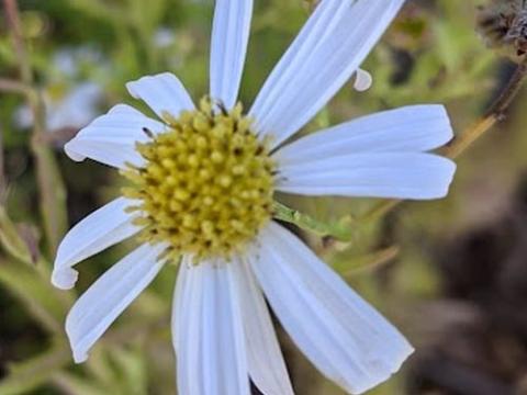 Kalimeris mongolica 'Mon Jardin'