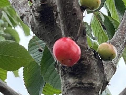 KERS Bigarreau Napoleon'