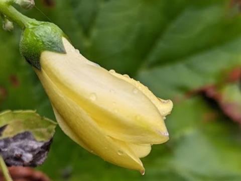 Kirengeshoma palmata