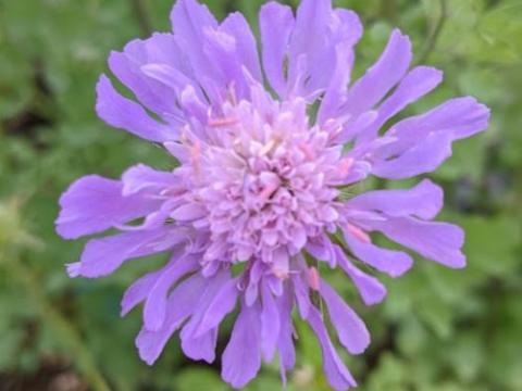 Knautia arvensis