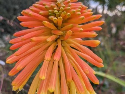 Kniphofia rooperi