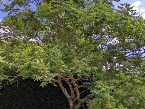 Koelreuteria paniculata