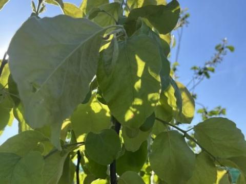 Kweepeer (Cydonia oblonga 'Vranja')