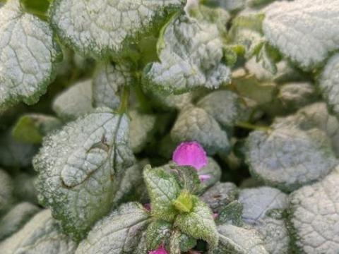 Lamium maculatum 'Beacon Silver'